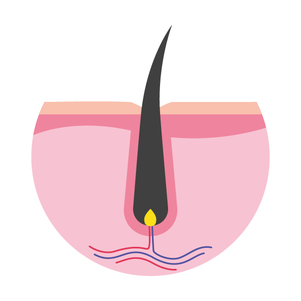 Cycle pilaire - Phase anagène