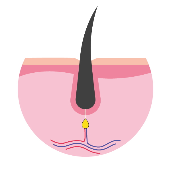 Cycle pilaire - Phase télogène