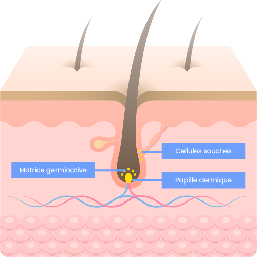 Structures responsables de la pousse du poil